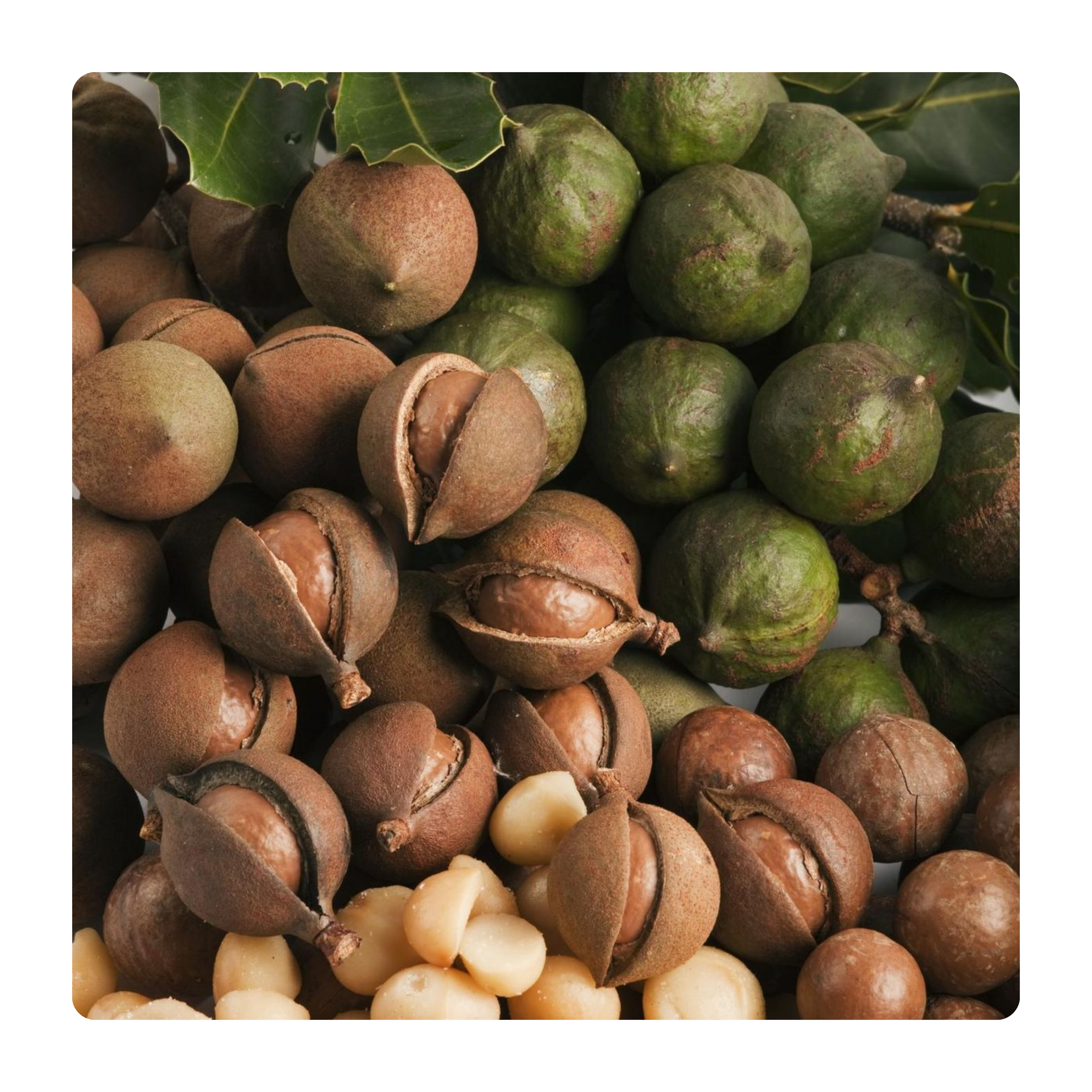 Macadamia nut