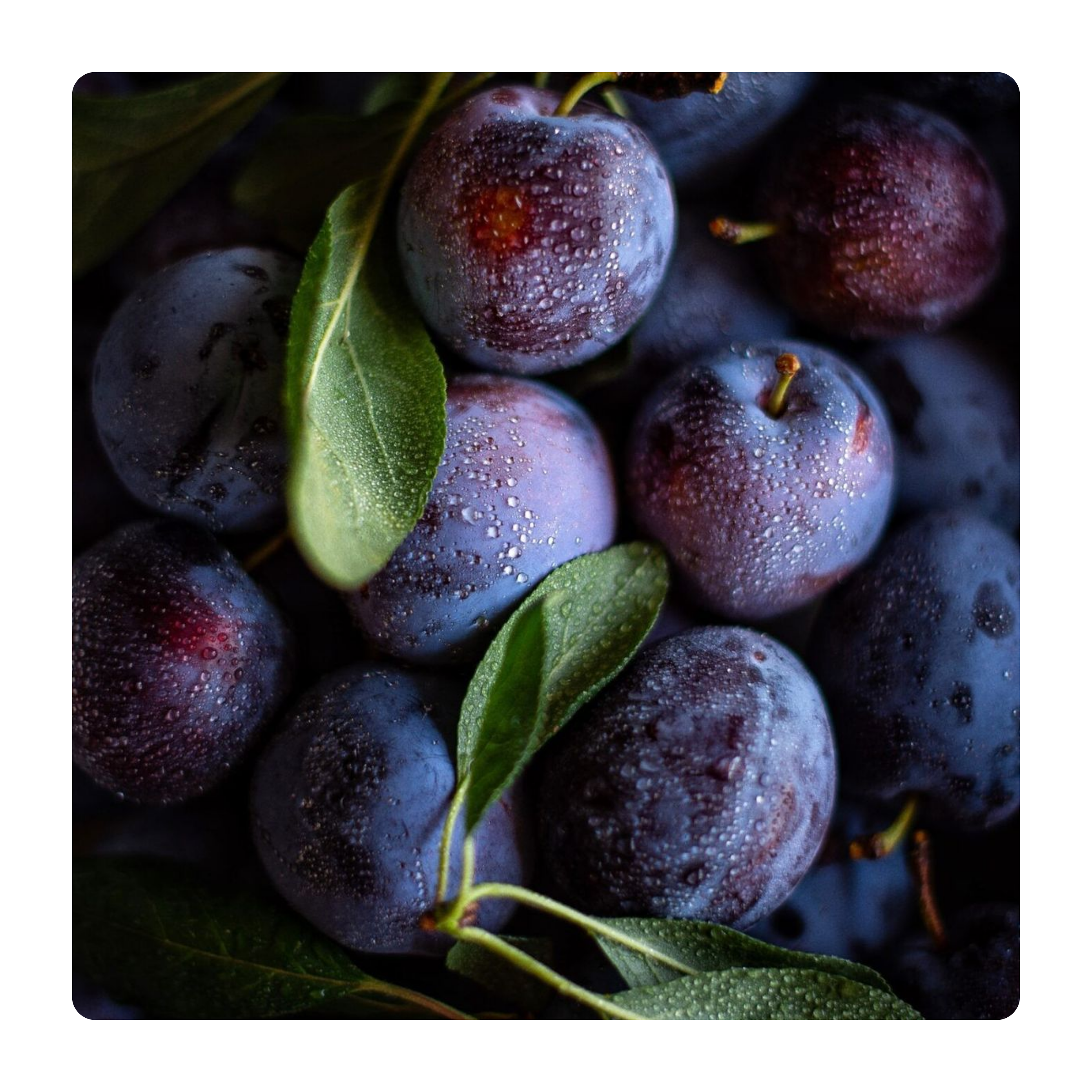 Blueberry plum